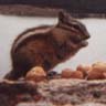 alvin the chipmunk