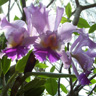 purple orchids