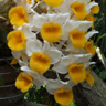 yellow orchids